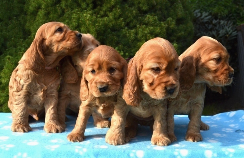 10 - Idol, Icon, Ina, Ira, Iris.JPG